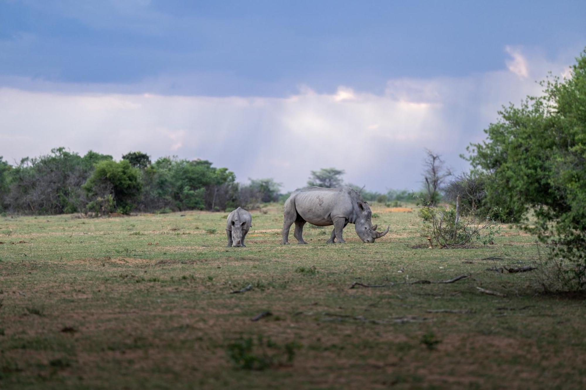 Sediba Luxury Safari Lodge Reserva de Welgevonden Exterior foto