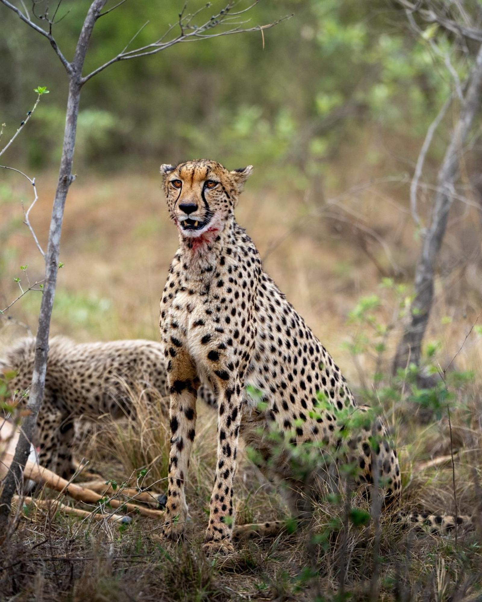 Sediba Luxury Safari Lodge Reserva de Welgevonden Exterior foto