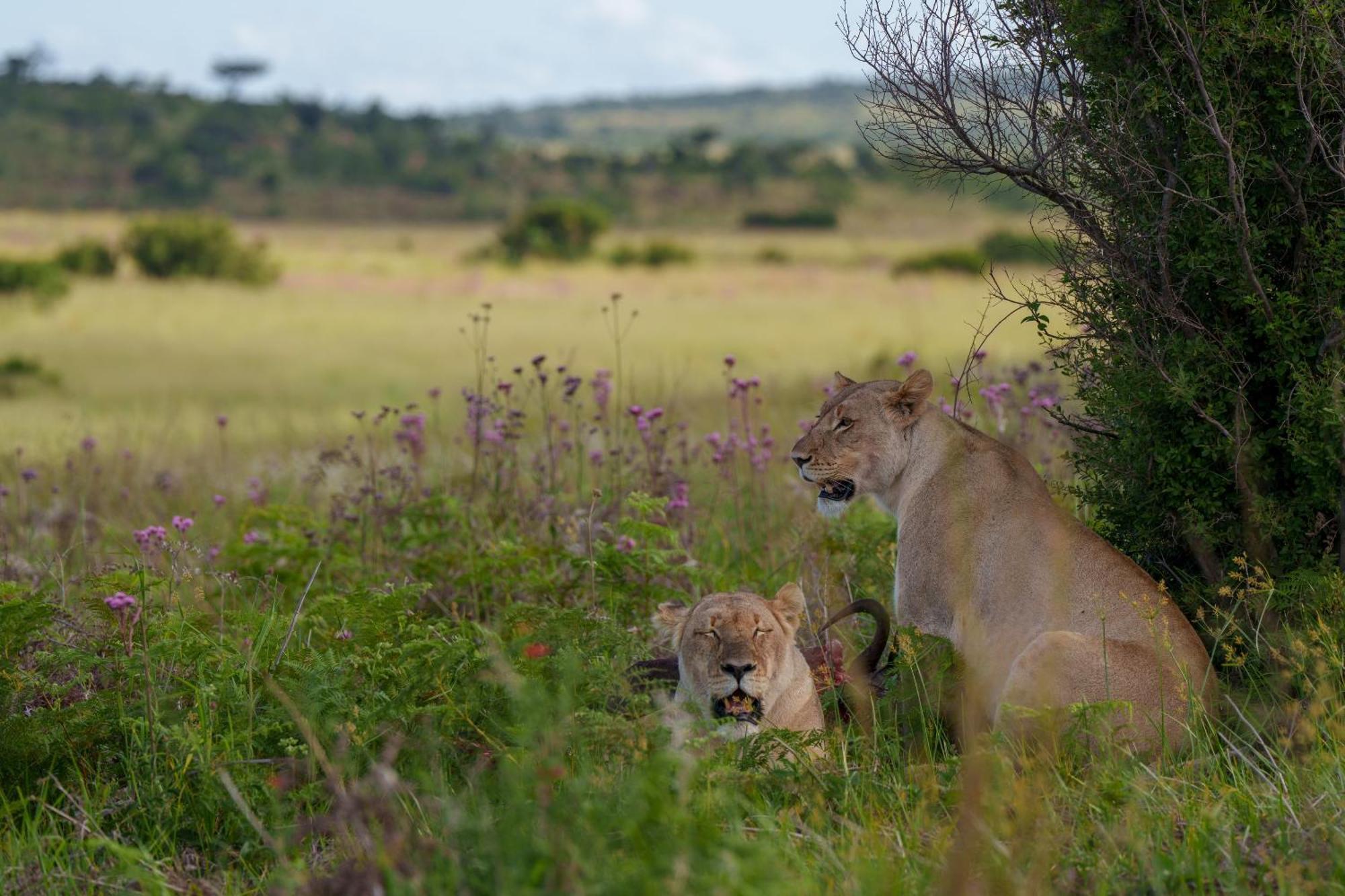 Sediba Luxury Safari Lodge Reserva de Welgevonden Exterior foto