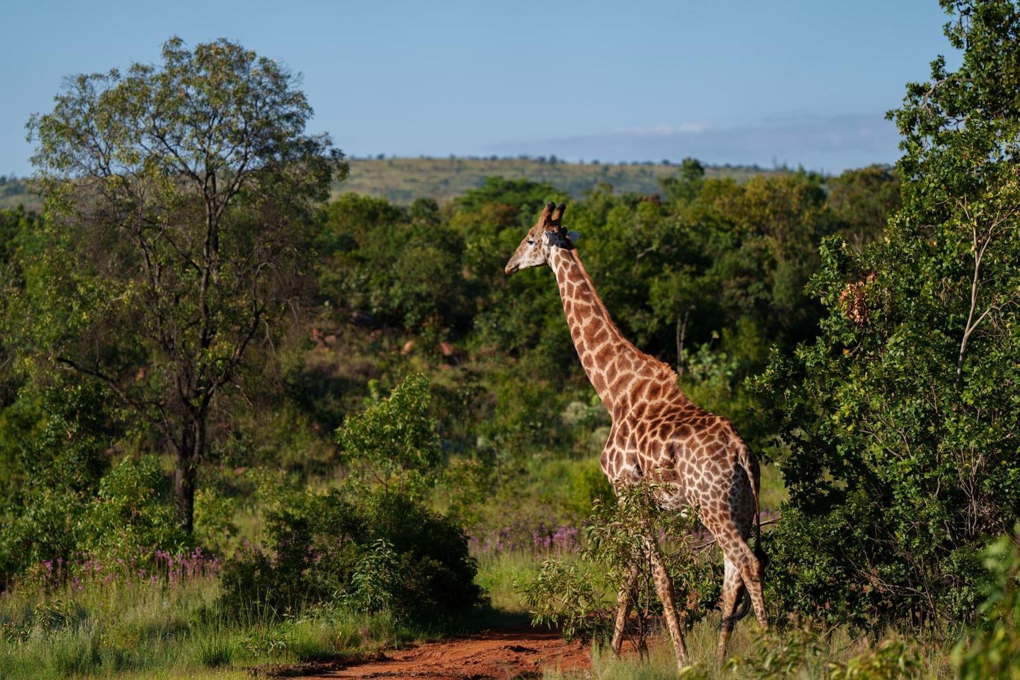 Sediba Luxury Safari Lodge Reserva de Welgevonden Exterior foto